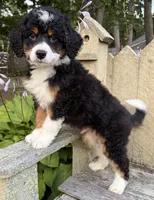 💛IN BOSTON MASSACHUSETTS AREA💛TRADITIONAL-TRI💛MINI BERNEDOODLE BOY💛, a male Miniature Bernedoodle for sale in Raynham, MA – 6 of 10