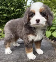 🧡PETITE !!!🧡IN BOSTON MASSACHUSETTS AREA🧡BLUE MERLE MINI BERNEDOODLE🧡, a female Miniature Bernedoodle for sale in Raynham, MA – 2 of 9
