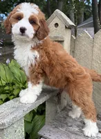❤️IN BOSTON MASSACHUSETTS AREA❤️RARE DARK RED❤️MINI BERNEDOODLE GIRL❤️, a female Miniature Bernedoodle for sale in Raynham, MA – 2 of 10