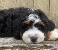 🩵IN BOSTON MASSACHUSETTS🩵MINI BERNEDOODLE🩵, a male Miniature Bernedoodle for sale in Raynham, MA – 6 of 10