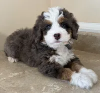🧡TINY !!!🧡IN BOSTON MASSACHUSETTS AREA🧡BLUE MERLE MINI BERNEDOODLE🧡, a female Miniature Bernedoodle for sale in Raynham, MA – 2 of 4