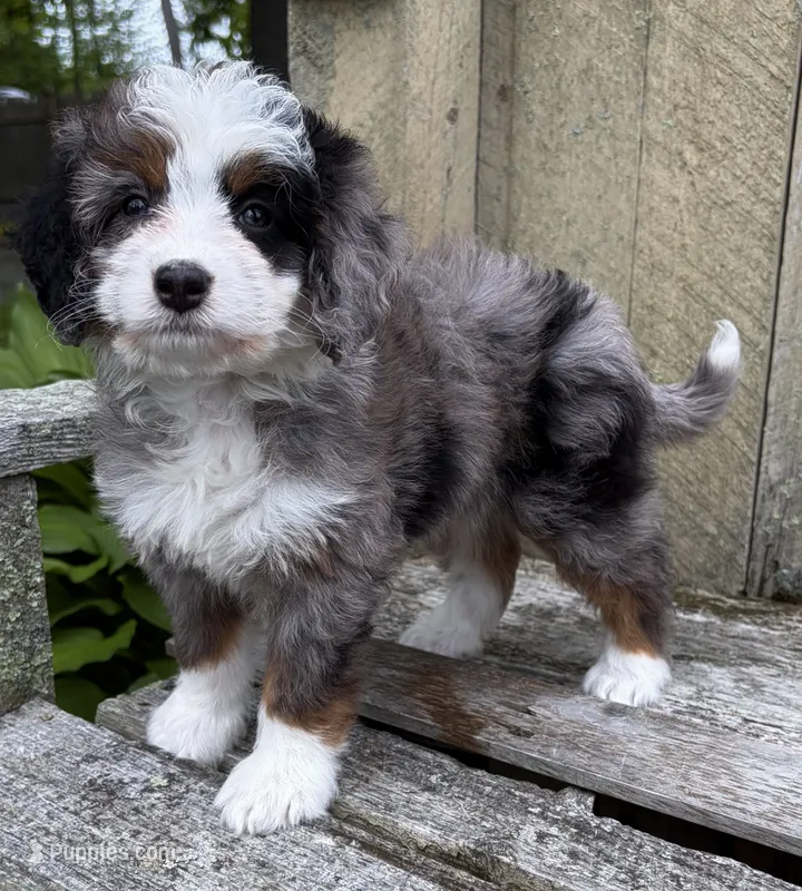 💜TINY !!!💜IN BOSTON MASSACHUSETTS AREA💜BLUE MERLE MINI BERNEDOODLE💜 – Miniature Bernedoodle puppy for sale in Raynham, MA