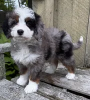 💜TINY !!!💜IN BOSTON MASSACHUSETTS AREA💜BLUE MERLE MINI BERNEDOODLE💜, a female Miniature Bernedoodle for sale in Raynham, MA – 1 of 10