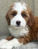 ❤️IN BOSTON MASSACHUSETTS AREA❤️RARE DARK RED❤️MINI BERNEDOODLE GIRL❤️, a female Miniature Bernedoodle for sale in Raynham, MA – 4 of 10