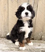 💛 MINI BERNEDOODLE 💛 BOSTON MASSACHUSETTS AREA 💛, a male Miniature Bernedoodle for sale in Raynham, MA – Photo 7 of 7