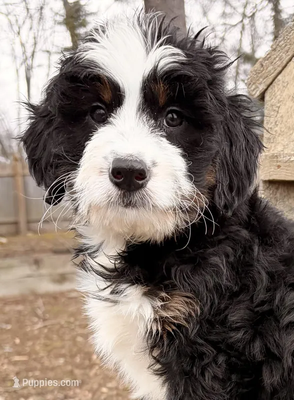 💛 MINI BERNEDOODLE 💛 BOSTON MASSACHUSETTS AREA 💛 – Miniature Bernedoodle puppy for sale in Raynham, MA