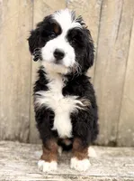 💛 MINI BERNEDOODLE 💛 BOSTON MASSACHUSETTS AREA 💛, a male Miniature Bernedoodle for sale in Raynham, MA – Photo 3 of 7