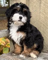 🎃IN BOSTON MASSACHUSETTS🎃TRADITIONAL TRI COLOR🎃MINI BERNEDOODLE GIRL🎃, a female Miniature Bernedoodle for sale in Raynham, MA – 1 of 10