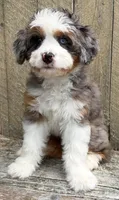 💜IN BOSTON MASSACHUSETTS AREA💜BLUE MERLE TRI💜MINI BERNEDOODLE GIRL💜, a female Miniature Bernedoodle for sale in Raynham, MA – 10 of 10