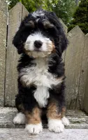 🩶IN BOSTON MASSACHUSETTS AREA🩶MINI BERNEDOODLE BOY🩶, a male Miniature Bernedoodle for sale in Raynham, MA – 10 of 10