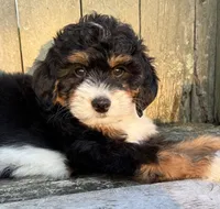 ❤️IN BOSTON MASSACHUSETTS AREA❤️MINI BERNEDOODLE GIRL❤️, a female Miniature Bernedoodle for sale in Raynham, MA – 8 of 10