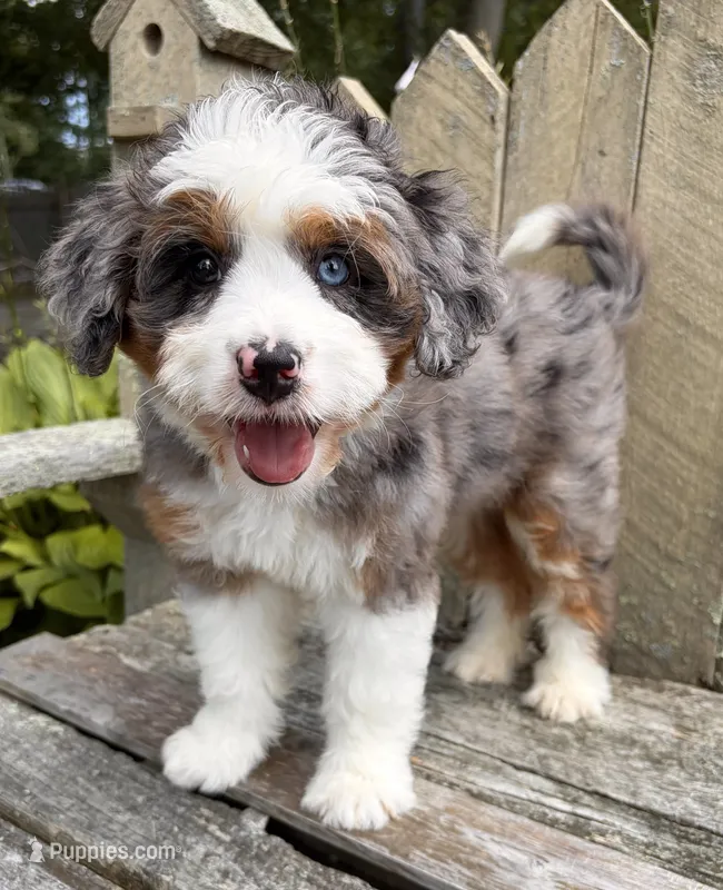 💜IN BOSTON MASSACHUSETTS AREA💜BLUE MERLE TRI💜MINI BERNEDOODLE GIRL💜 – Miniature Bernedoodle puppy for sale in Raynham, MA