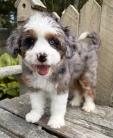 💜IN BOSTON MASSACHUSETTS AREA💜BLUE MERLE TRI💜MINI BERNEDOODLE GIRL💜, a female Miniature Bernedoodle for sale in Raynham, MA – 1 of 10