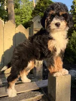 ❤️IN BOSTON MASSACHUSETTS AREA❤️MINI BERNEDOODLE GIRL❤️, a female Miniature Bernedoodle for sale in Raynham, MA – 7 of 10
