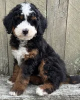 💙IN BOSTON MASSACHUSETTS AREA💙MINI BERNEDOODLE BOY💙, a male Miniature Bernedoodle for sale in Raynham, MA – 3 of 10