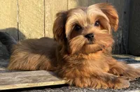 💙IN BOSTON MASSACHUSETTS AREA💙ADORABLE SHORKIE BOY💙WILL BE SMALL💙, a male Shih Tzu and Yorkshire Terrier for sale in Raynham, MA – 9 of 10