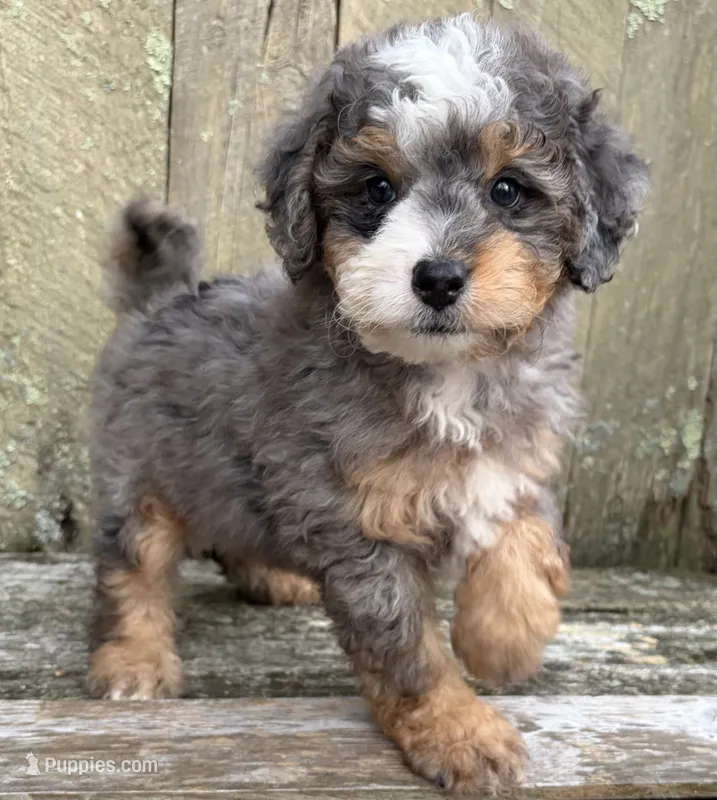 💚IN BOSTON MASSACHUSETTS💚TINY BLUE MERLE TRI💚MINI BERNEDOODLE BOY💚 – Miniature Bernedoodle puppy for sale in Raynham, MA