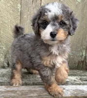 💚IN BOSTON MASSACHUSETTS💚TINY BLUE MERLE TRI💚MINI BERNEDOODLE BOY💚, a male Miniature Bernedoodle for sale in Raynham, MA – 1 of 6