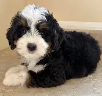 🩵TINY !!!🩵IN BOSTON MASSACHUSETTS AREA🩵MINI BERNEDOODLE🩵, a male Miniature Bernedoodle for sale in Raynham, MA – 1 of 5