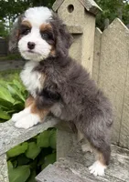 🧡PETITE !!!🧡IN BOSTON MASSACHUSETTS AREA🧡BLUE MERLE MINI BERNEDOODLE🧡, a female Miniature Bernedoodle for sale in Raynham, MA – 3 of 9