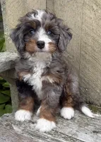 🩷TINY !!!🩷IN BOSTON MASSACHUSETTS AREA🩷BLUE MERLE MINI BERNEDOODLE🩷, a female Miniature Bernedoodle for sale in Raynham, MA – 7 of 10