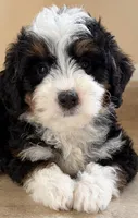 🩵TINY !!!🩵IN BOSTON MASSACHUSETTS AREA🩵MINI BERNEDOODLE🩵, a male Miniature Bernedoodle for sale in Raynham, MA – 4 of 5