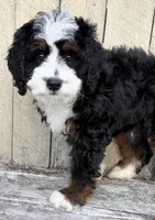 💚IN BOSTON MASSACHUSETTS AREA💚MINI BERNEDOODLE💚, a male Miniature Bernedoodle for sale in Raynham, MA – 3 of 9