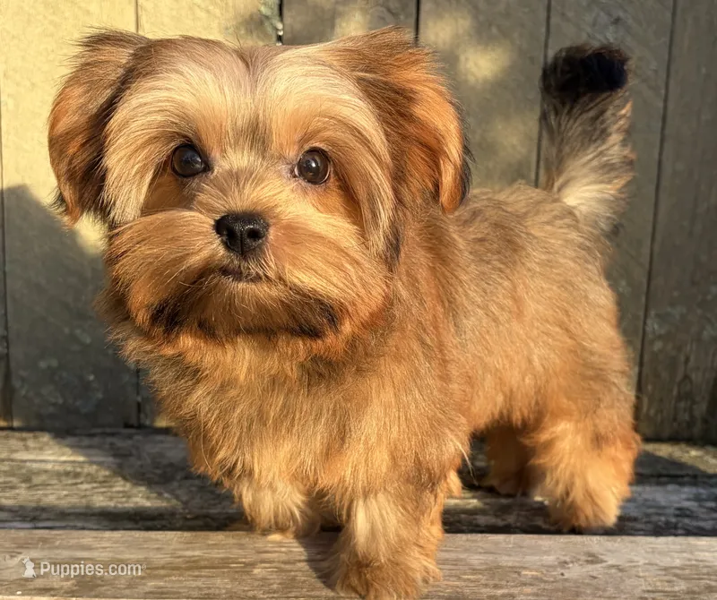 💙IN BOSTON MASSACHUSETTS AREA💙ADORABLE SHORKIE BOY💙WILL BE SMALL💙 – Shih Tzu, Yorkshire Terrier puppy for sale in Raynham, MA
