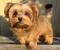 💙IN BOSTON MASSACHUSETTS AREA💙ADORABLE SHORKIE BOY💙WILL BE SMALL💙, a male Shih Tzu and Yorkshire Terrier for sale in Raynham, MA – 1 of 10