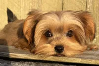 💙IN BOSTON MASSACHUSETTS AREA💙ADORABLE SHORKIE BOY💙WILL BE SMALL💙, a male Shih Tzu and Yorkshire Terrier for sale in Raynham, MA – 6 of 10