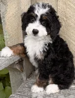 🩷IN BOSTON MASSACHUSETTS AREA🩷MINI BERNEDOODLE🩷, a female Miniature Bernedoodle for sale in Raynham, MA – 9 of 9