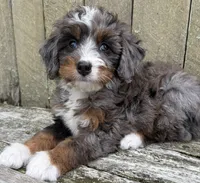 🩷TINY !!!🩷IN BOSTON MASSACHUSETTS AREA🩷BLUE MERLE MINI BERNEDOODLE🩷, a female Miniature Bernedoodle for sale in Raynham, MA – 10 of 10