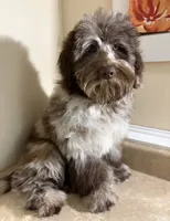 🩵IN BOSTON MASSACHUSETTS AREA🩵RARE CHOCOLATE MERLE🩵ONE BLUE/GREEN EYE🩵, a male Miniature Bernedoodle and Newfypoo for sale in Raynham, MA – 2 of 6