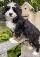 🩷IN BOSTON MASSACHUSETTS🩷MINI BERNEDOODLE🩷, a female Miniature Bernedoodle for sale in Raynham, MA – 5 of 10