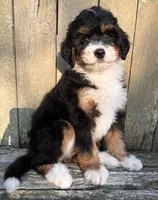 ❤️IN BOSTON MASSACHUSETTS AREA❤️MINI BERNEDOODLE❤️, a female Miniature Bernedoodle for sale in Raynham, MA – 8 of 10