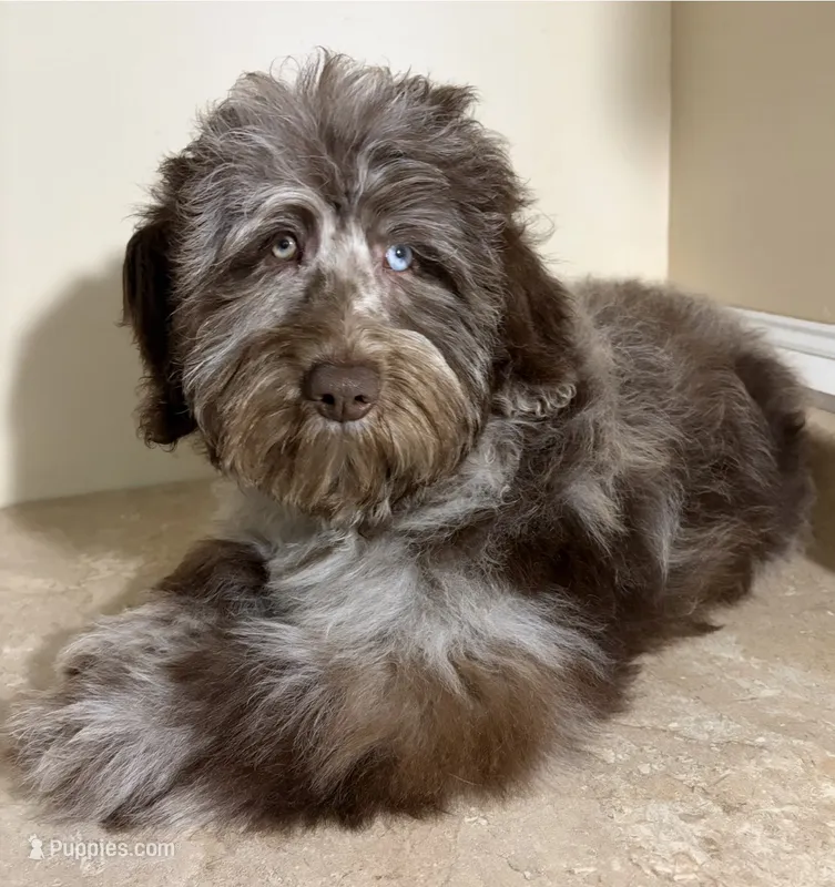 🩵IN BOSTON MASSACHUSETTS AREA🩵RARE CHOCOLATE MERLE🩵ONE BLUE/GREEN EYE🩵 – Miniature Bernedoodle, Newfypoo puppy for sale in Raynham, MA