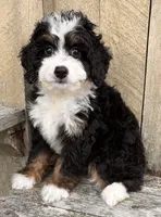 🩷IN BOSTON MASSACHUSETTS AREA🩷MINI BERNEDOODLE🩷, a female Miniature Bernedoodle for sale in Raynham, MA – 2 of 9