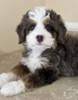 🧡TINY !!!🧡IN BOSTON MASSACHUSETTS AREA🧡BLUE MERLE MINI BERNEDOODLE🧡, a female Miniature Bernedoodle for sale in Raynham, MA – 1 of 4