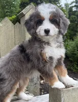 💚PETITE !!!💚IN BOSTON MASSACHUSETTS AREA💚MINI BERNEDOODLE💚, a female Miniature Bernedoodle for sale in Raynham, MA – 5 of 9