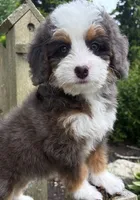 🧡PETITE !!!🧡IN BOSTON MASSACHUSETTS AREA🧡BLUE MERLE MINI BERNEDOODLE🧡, a female Miniature Bernedoodle for sale in Raynham, MA – 4 of 9