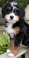 💚IN BOSTON MASSACHUSETTS AREA💚TRADITIONAL-TRI💚MINI BERNEDOODLE BOY💚, a male Miniature Bernedoodle for sale in Raynham, MA – 9 of 9