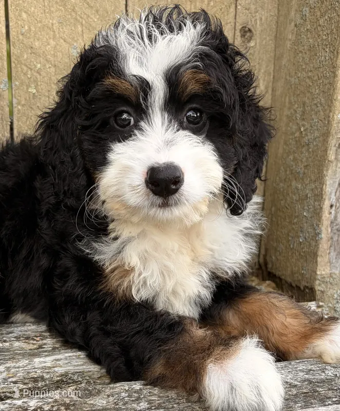 🩷IN BOSTON MASSACHUSETTS AREA🩷MINI BERNEDOODLE🩷 – Miniature Bernedoodle puppy for sale in Raynham, MA