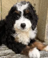 🩷IN BOSTON MASSACHUSETTS AREA🩷MINI BERNEDOODLE🩷, a female Miniature Bernedoodle for sale in Raynham, MA – 1 of 9