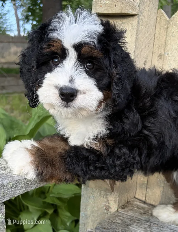 💚IN BOSTON MASSACHUSETTS AREA💚MINI BERNEDOODLE💚 – Miniature Bernedoodle puppy for sale in Raynham, MA
