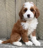 ❤️IN BOSTON MASSACHUSETTS AREA❤️RARE DARK RED❤️MINI BERNEDOODLE GIRL❤️, a female Miniature Bernedoodle for sale in Raynham, MA – 3 of 10
