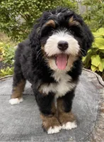 🧡IN BOSTON MASSACHUSETTS AREA🧡MINI BERNEDOODLE BOY🧡, a male Miniature Bernedoodle for sale in Raynham, MA – 8 of 10