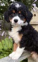 💛IN BOSTON MASSACHUSETTS AREA💛TRADITIONAL-TRI💛MINI BERNEDOODLE BOY💛, a male Miniature Bernedoodle for sale in Raynham, MA – 3 of 10