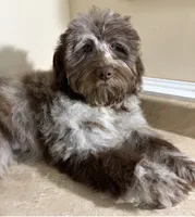 🩵IN BOSTON MASSACHUSETTS AREA🩵RARE CHOCOLATE MERLE🩵ONE BLUE/GREEN EYE🩵, a male Miniature Bernedoodle and Newfypoo for sale in Raynham, MA – 5 of 6