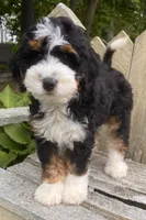 🩵IN BOSTON MASSACHUSETTS🩵MINI BERNEDOODLE🩵, a male Miniature Bernedoodle for sale in Raynham, MA – 9 of 10