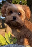 💙IN BOSTON MASSACHUSETTS AREA💙ADORABLE SHORKIE BOY💙WILL BE SMALL💙, a male Shih Tzu and Yorkshire Terrier for sale in Raynham, MA – 8 of 10